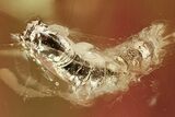 Fossil Caddisfly (Trichoptera) and Larva (Diptera) in Baltic Amber #315576-1